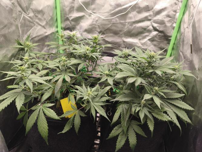 Strawberry gorilla auto#1. Week 6