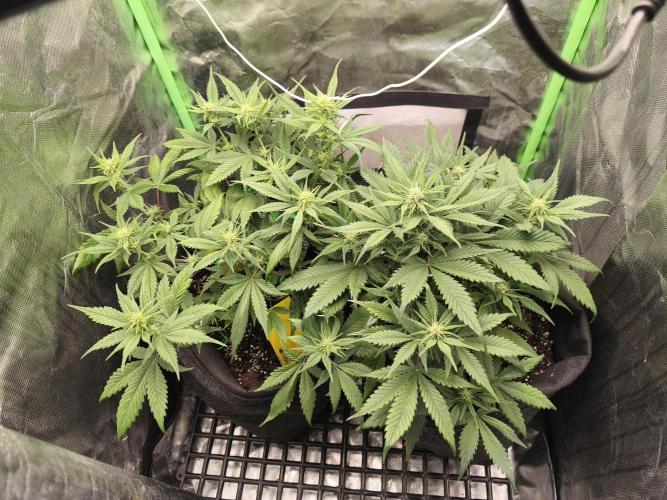 Strawberry gorilla auto#1. Week 6