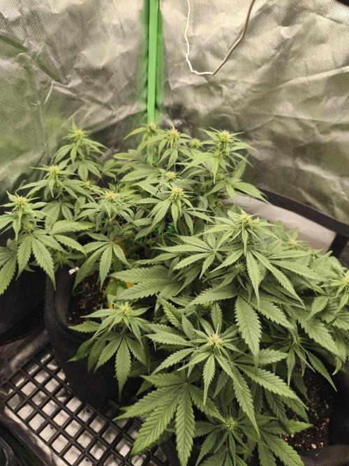 Strawberry gorilla auto#1. Week 6