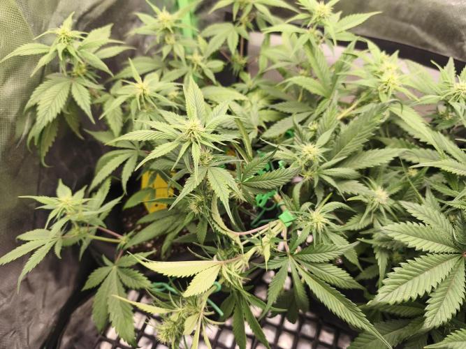 Strawberry gorilla auto#1. Week 6
