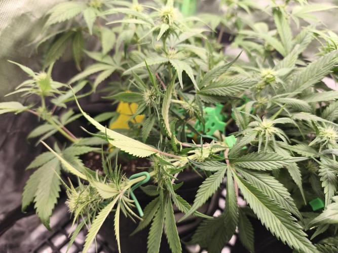 Strawberry gorilla auto#1. Week 6