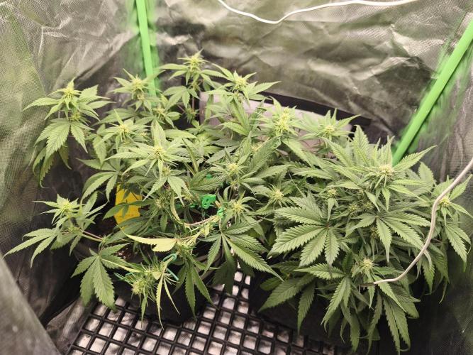 Strawberry gorilla auto#1. Week 6
