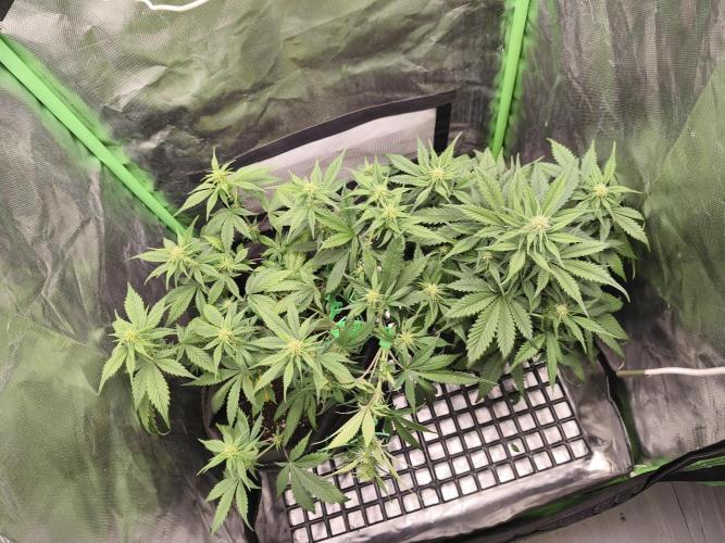 Strawberry Gorilla Auto. Week 6