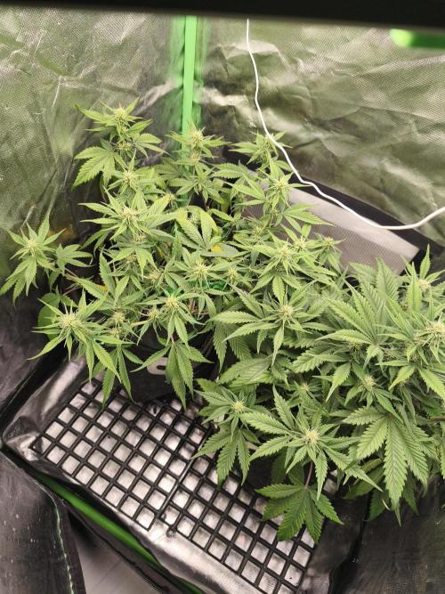Strawberry gorilla auto#1. Week 7