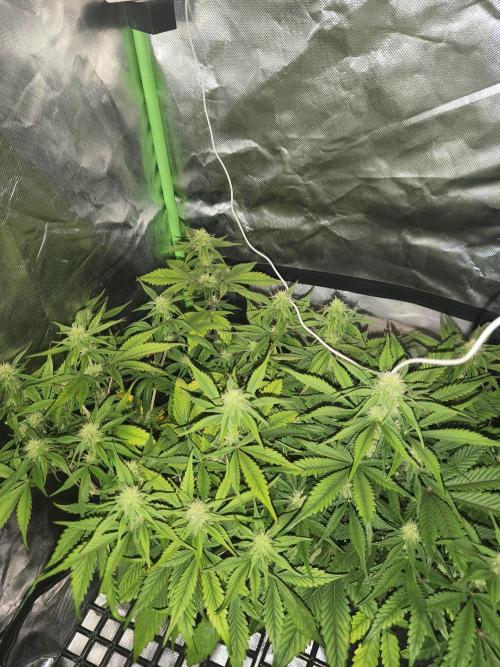 Strawberry gorilla auto#1. Week 7