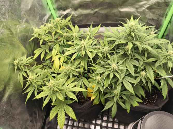 Strawberry gorilla auto#1. Week 7