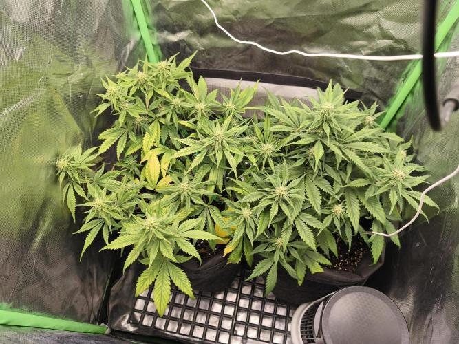 Strawberry gorilla auto#1. Week 7