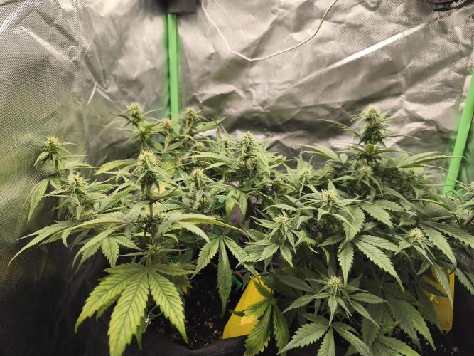 Strawberry gorilla auto#1. Week 7