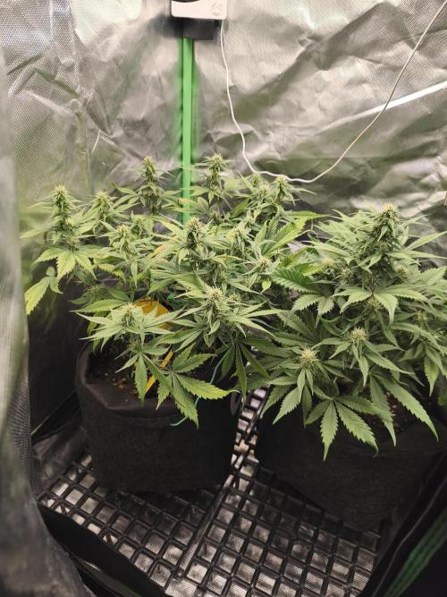 Strawberry gorilla auto#1. Week 7
