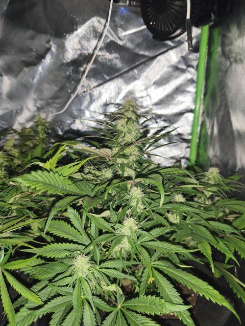 Strawberry gorilla auto#1. Week 7