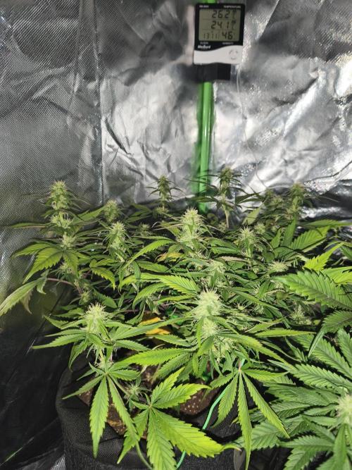 Strawberry gorilla auto#1. Week 7