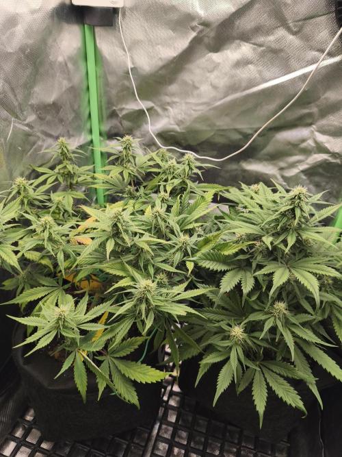 Strawberry gorilla auto#1. Week 7