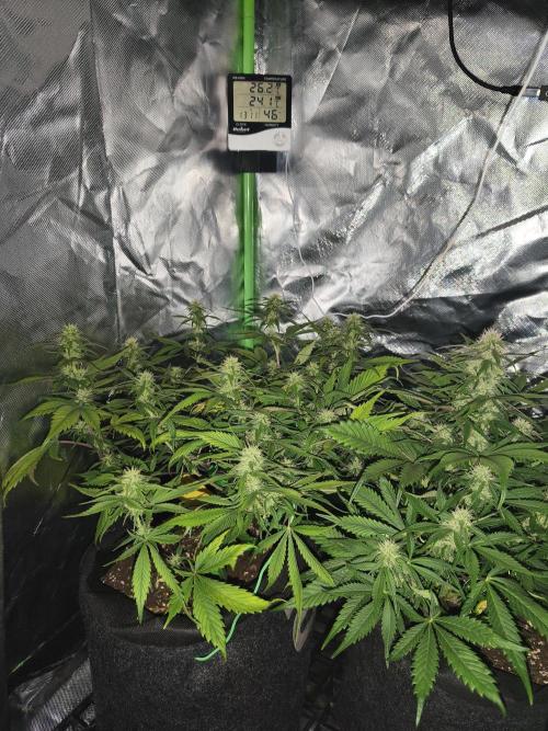Strawberry gorilla auto#1. Week 7