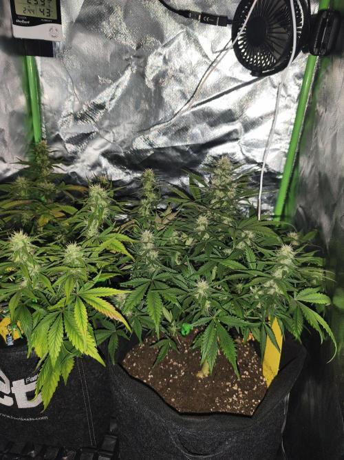 Strawberry gorilla auto#1. Week 8