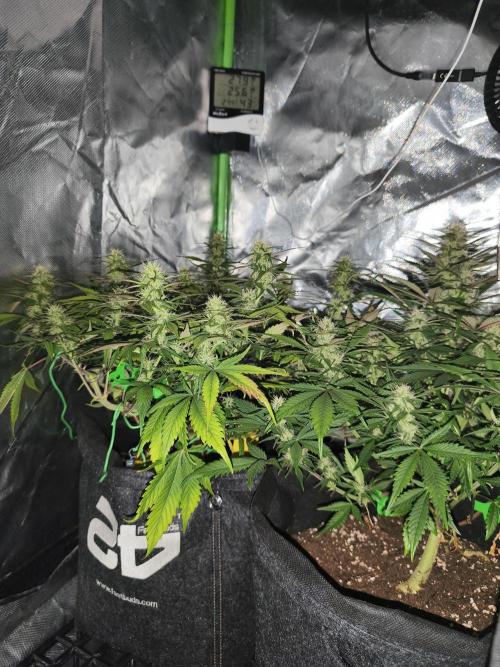 Strawberry gorilla auto#1. Week 8