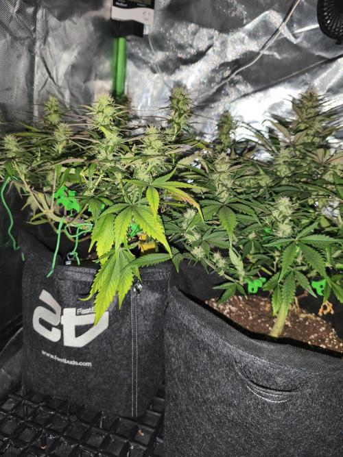 Strawberry gorilla auto#1. Week 8