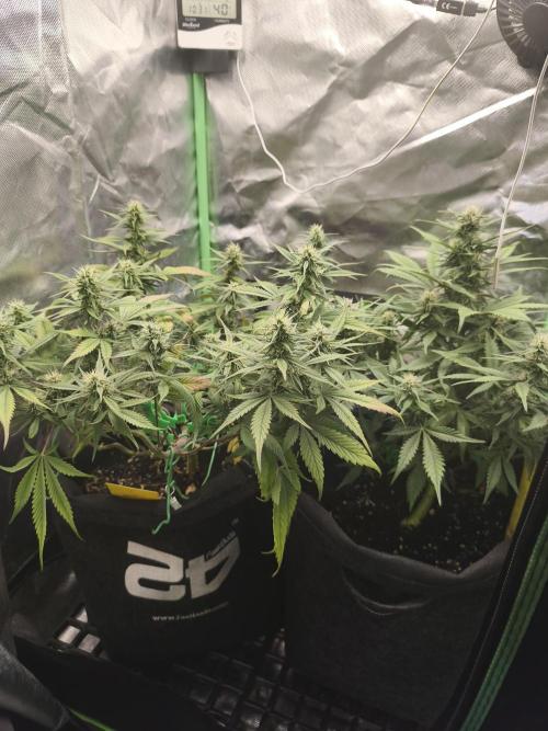 Strawberry gorilla auto#1. Week 8