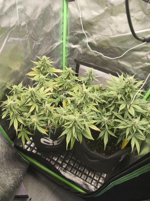 Strawberry gorilla auto#1. Week 8