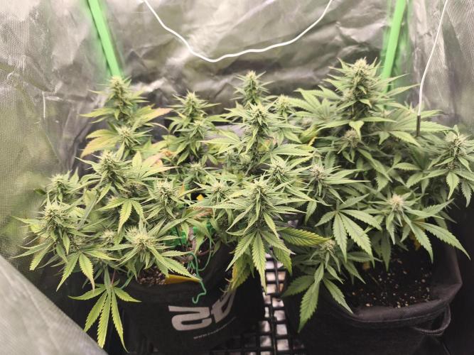 Strawberry gorilla auto#1. Week 8