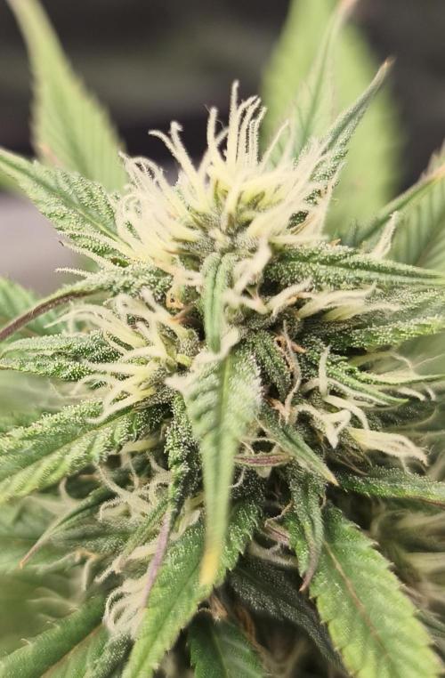 Strawberry gorilla auto#1. Week 8