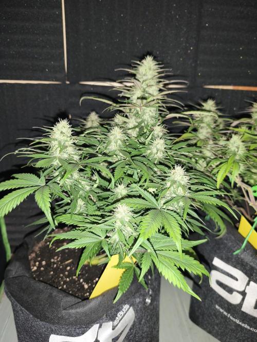 Strawberry gorilla auto#1. Week 8