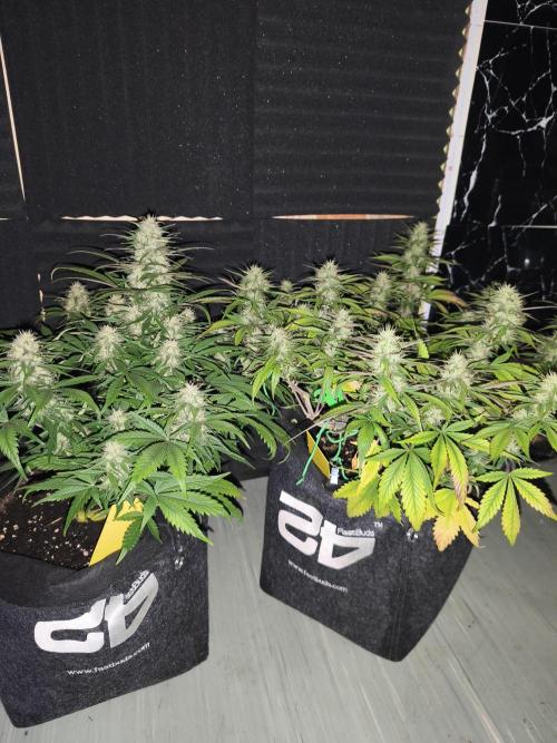 Strawberry gorilla auto#1. Week 8