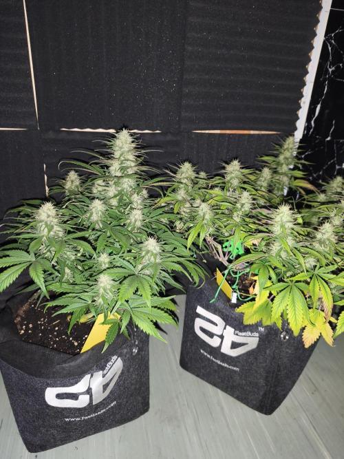 Strawberry gorilla auto#1. Week 8