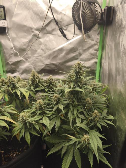 Strawberry gorilla auto#1. Week 9