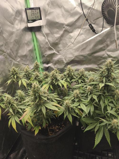 Strawberry gorilla auto#1. Week 9