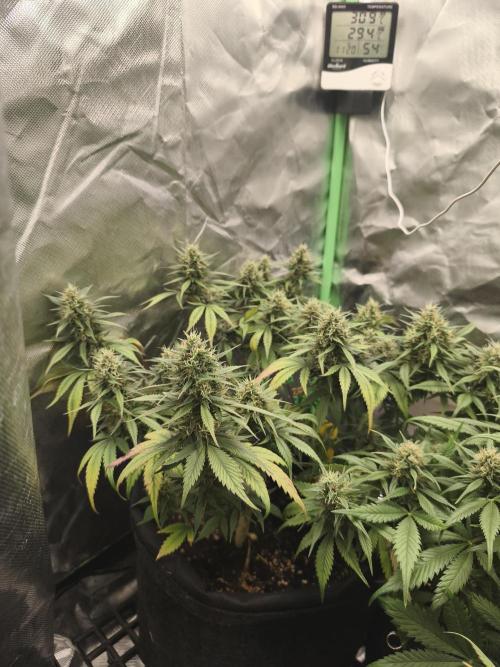 Strawberry gorilla auto#1. Week 9