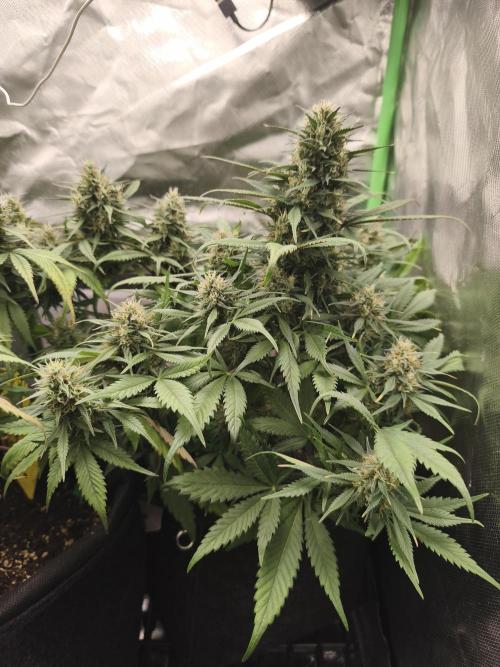 Strawberry gorilla auto#1. Week 9