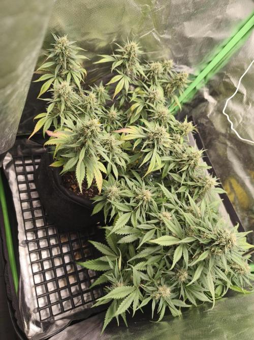 Strawberry gorilla auto#1. Week 9