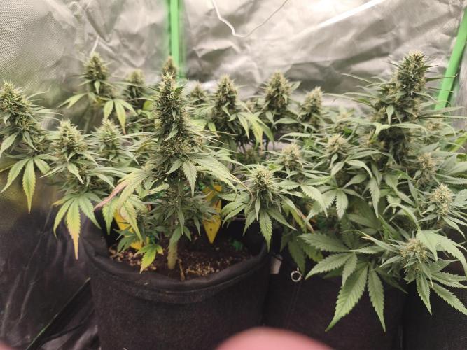 Strawberry gorilla auto#1. Week 9