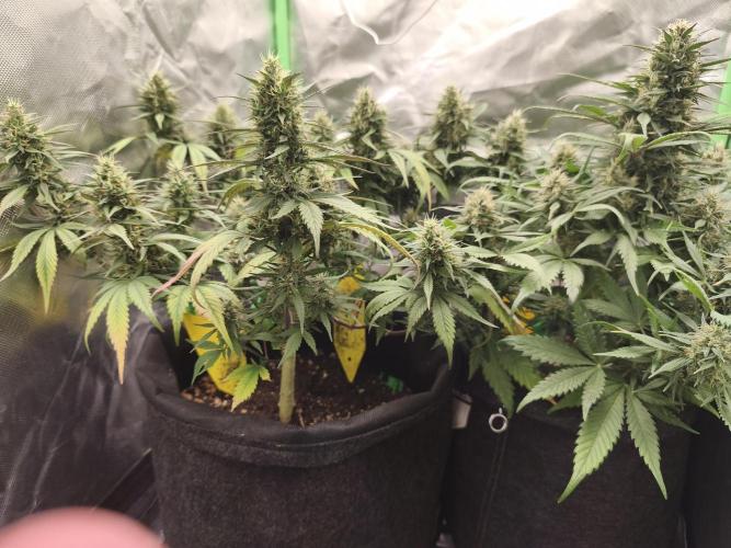 Strawberry gorilla auto#1. Week 9