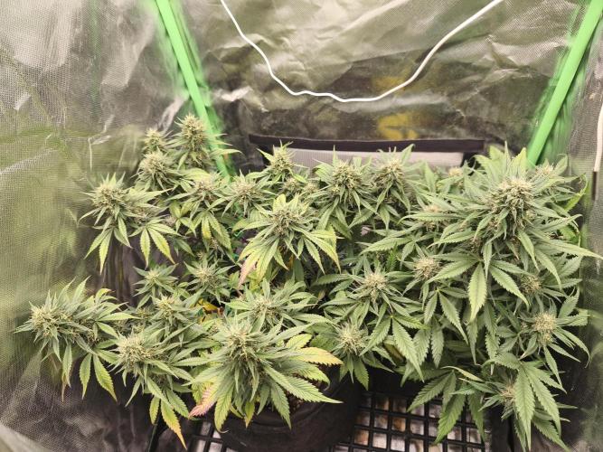 Strawberry Gorilla Auto. Week 9