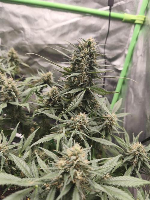 Strawberry gorilla auto#1. Week 10