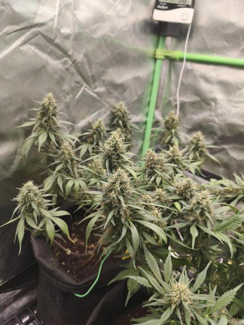 Strawberry gorilla auto#1. Week 10