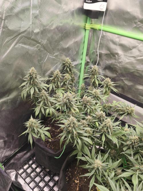 Strawberry gorilla auto#1. Week 10