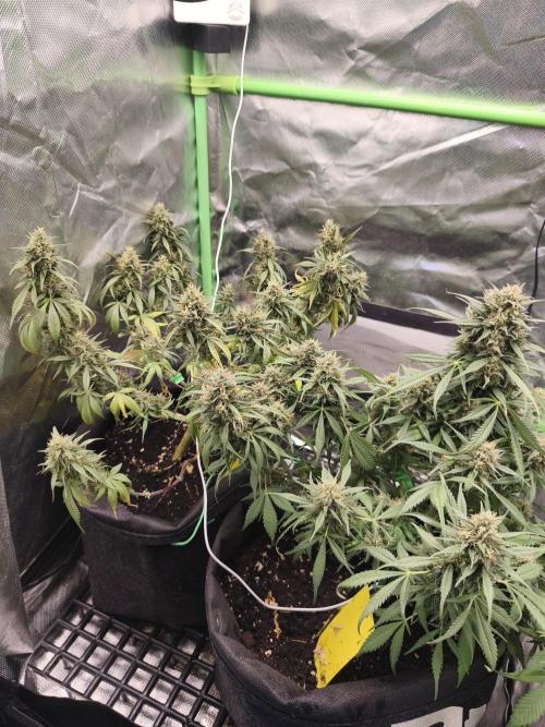 Strawberry gorilla auto#1. Week 10