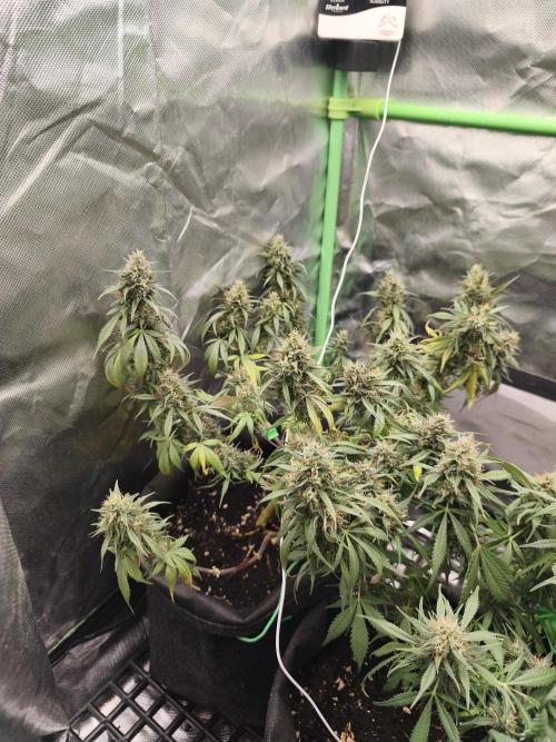 Strawberry gorilla auto#1. Week 10