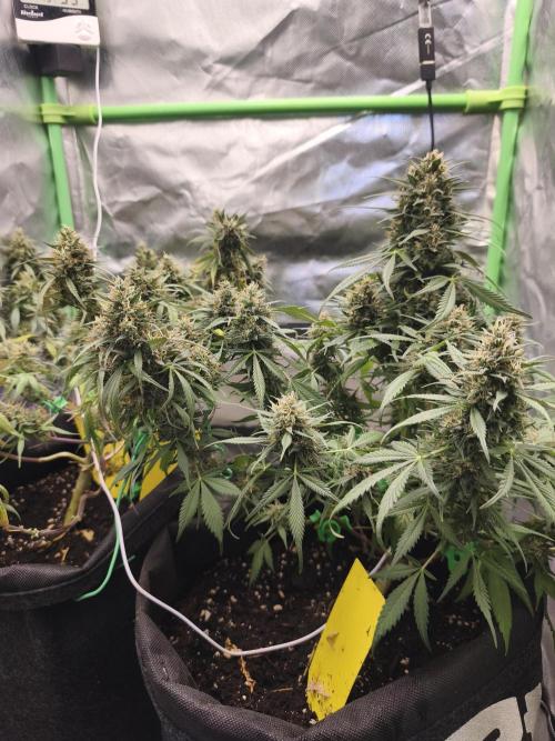Strawberry gorilla auto#1. Week 10