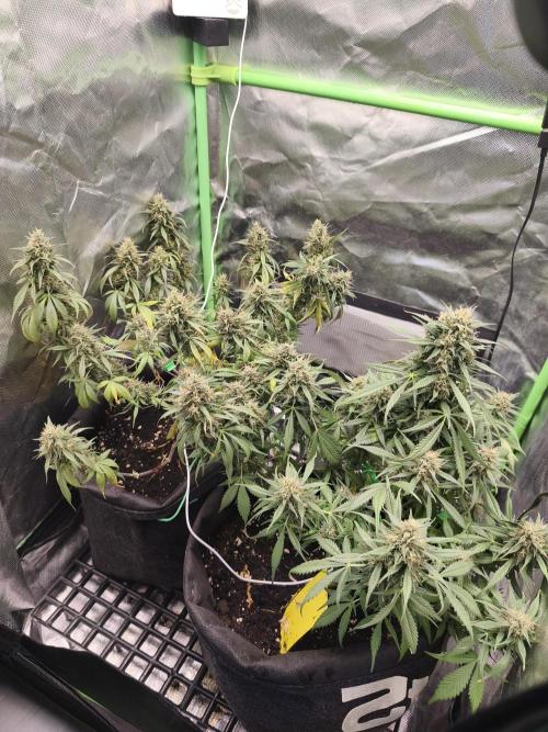 Strawberry gorilla auto#1. Week 10