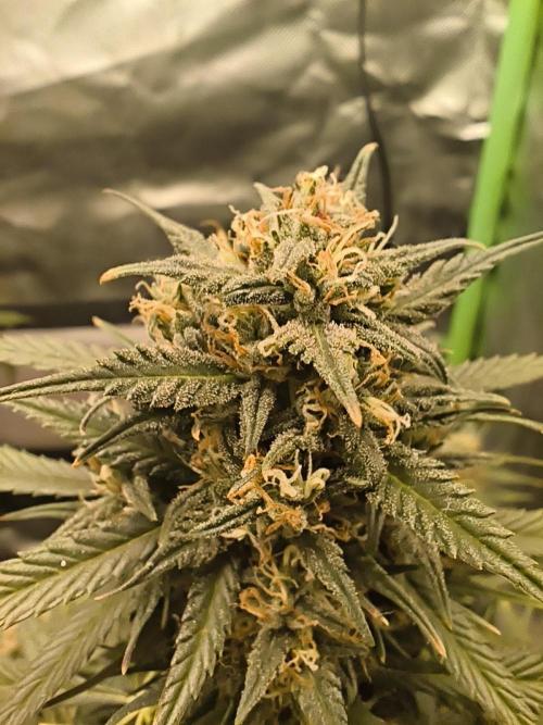 Strawberry gorilla auto#1. Week 10