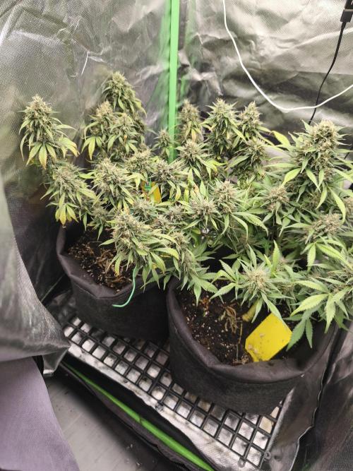 Strawberry gorilla auto#1. Week 11