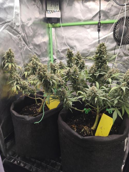 Strawberry gorilla auto#1. Week 11