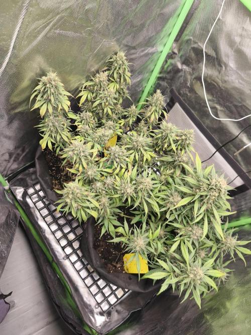 Strawberry gorilla auto#1. Week 11