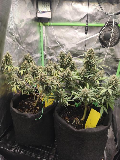Strawberry gorilla auto#1. Week 11