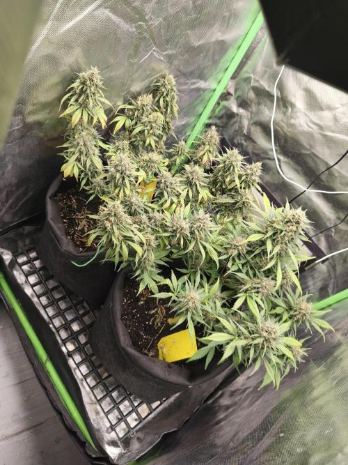 Strawberry Gorilla Auto. Week 11