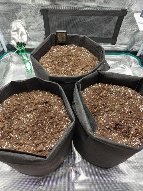 First Indoor Grow. Week 0