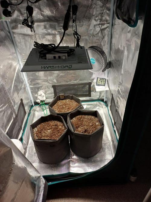 First Indoor Grow. Week 0